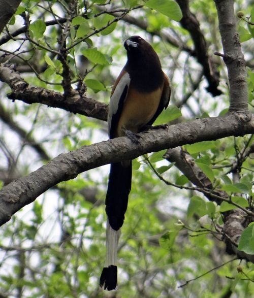 rufous treepie dendrocitta vagabunda treepie