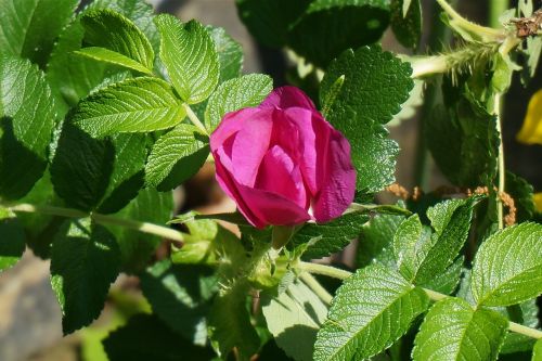 rugosa rose rose plant