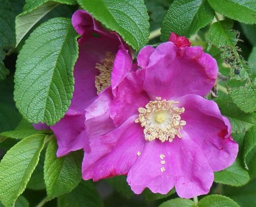 rugosa rose rose flower