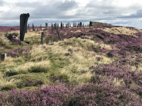 ruin grass moor