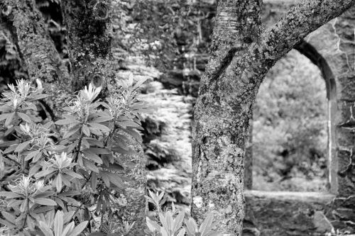 ruin abbey black and white