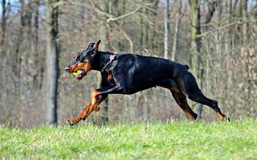 running doberman game