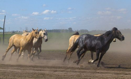 running horses animals