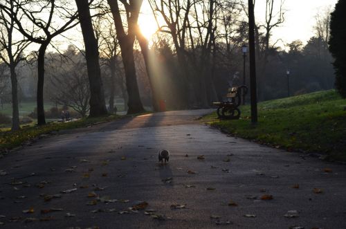 Running A Squirrel In The Park