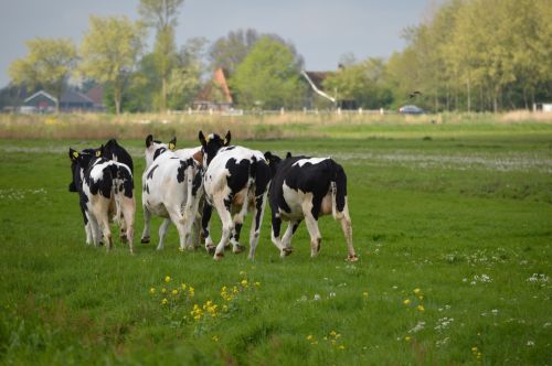 Four Running Cows
