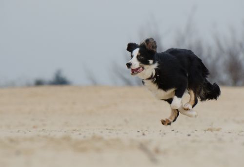 running dog border collie beach
