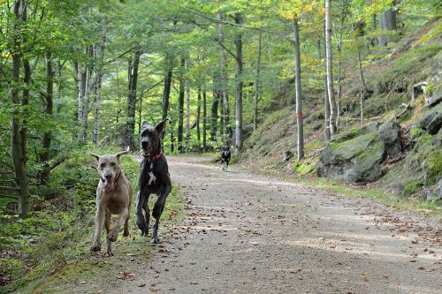 running dogs path forest