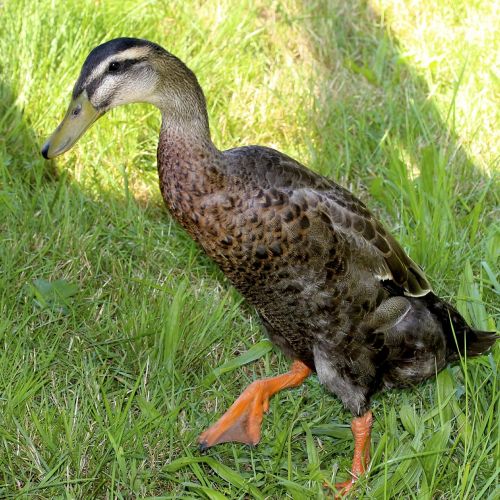 running duck duck livestock