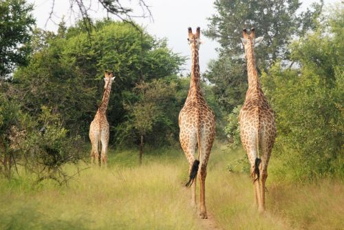 running giraffes large animals group