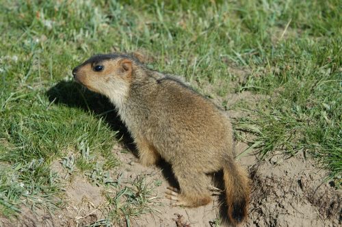 ruoergai grassland marmot