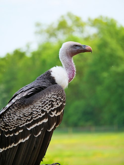 ruppell's vulture  vulture  bird