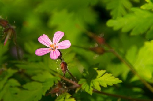 ruprecht herb  flower  blossom