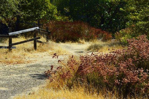 rural countryside wood