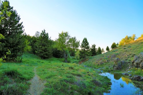 rural  forest  nature