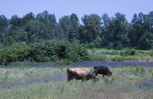 rural  field  cows