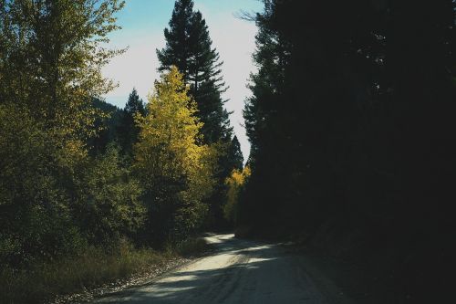 rural road trees