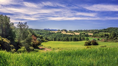 rural landscape  field of cereals  agriculture