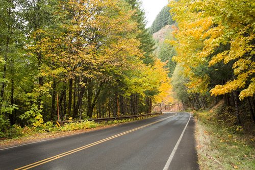 rural road  autumn  fall