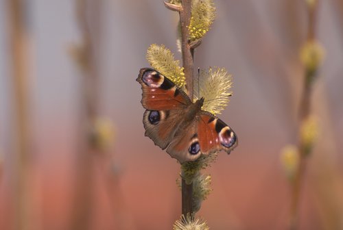 rusalka  butterfly  mo