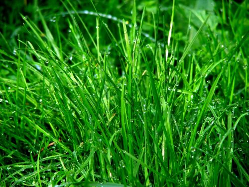 rush grass dew