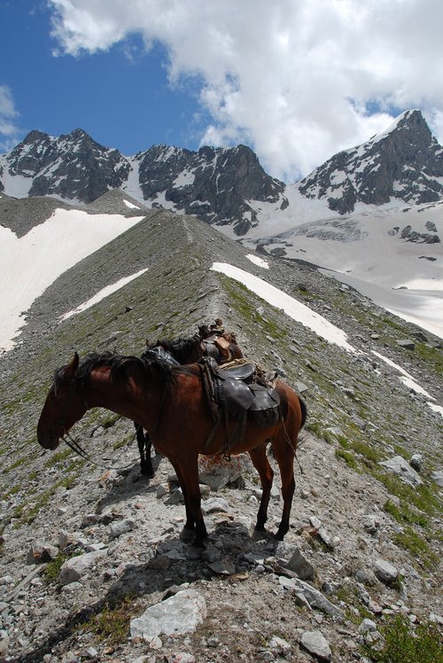 russia  elbrus mountain  mountain horse