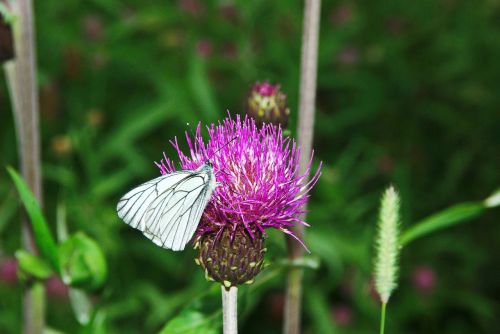 butterfly thistle moth