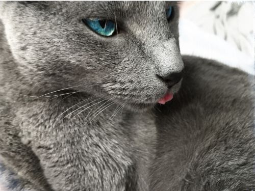 russian blue cat rest