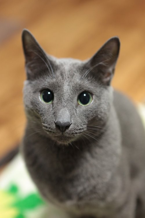 russian blue  cat  feline