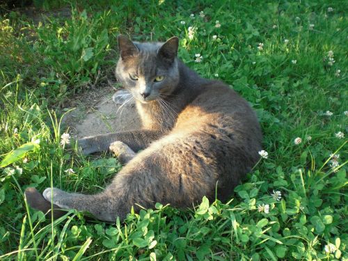 russian blue cat tomcat in free cat in the grass