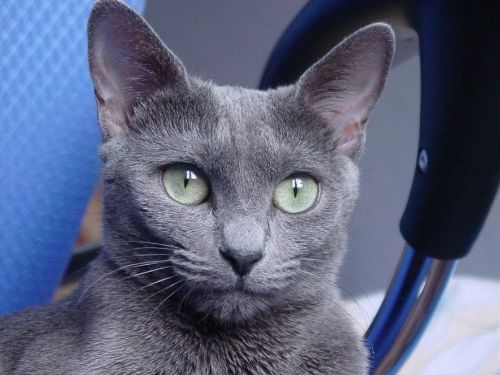 russian blue cat feline cat