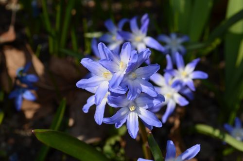 russian blue star flower flowers