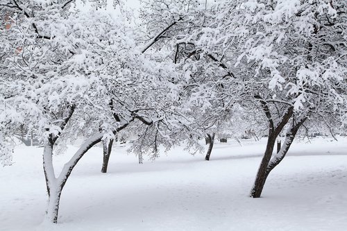 russian winter  white snow  snow covered trees