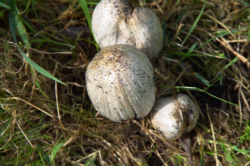 russula mushrooms coprinus