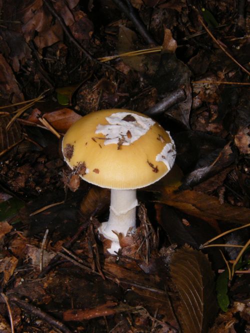 russula mushrooms forest