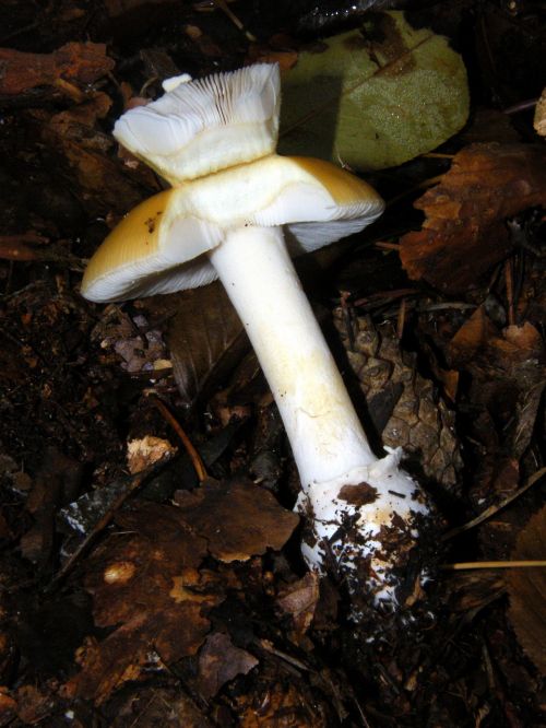 russula mushrooms forest