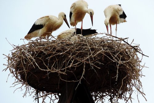 rust  lake neusiedl  stork