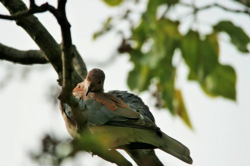 Rust And Grey Wing Of Laughing Dove