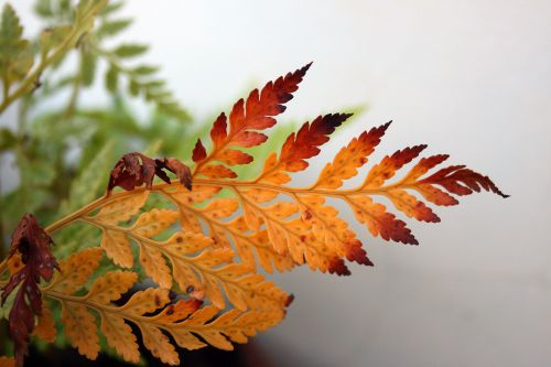 Rust And Yellow Fern Leaf