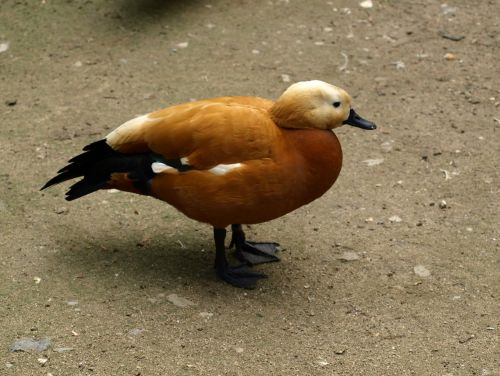 rust goose goose bird
