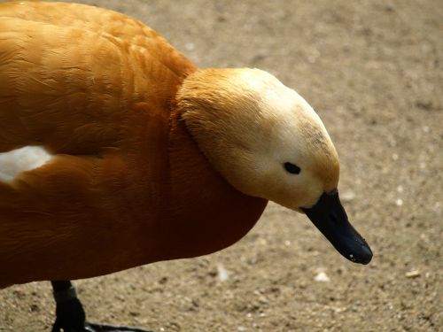 rust goose goose head