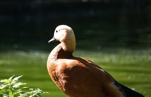 rust goose  goose  bird