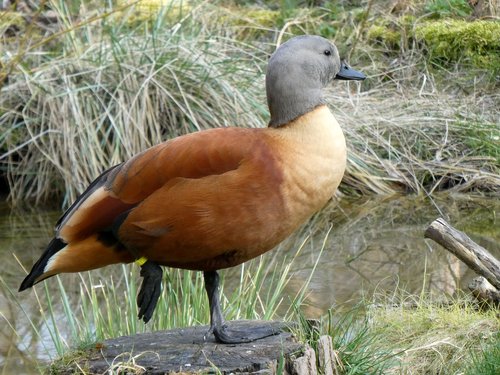 rust goose  tadorna ferruginea  goose