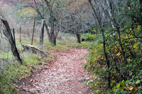 Rustic Autumn Walking Path