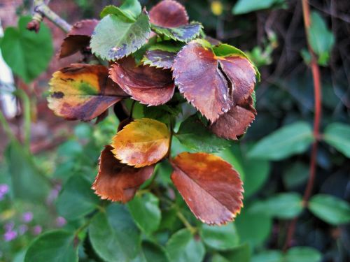 Rusty Rose Leaves