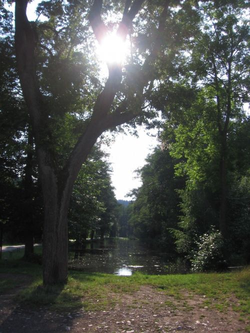 Pond In Summer