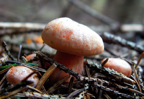 rydz  mushroom edible  autumn