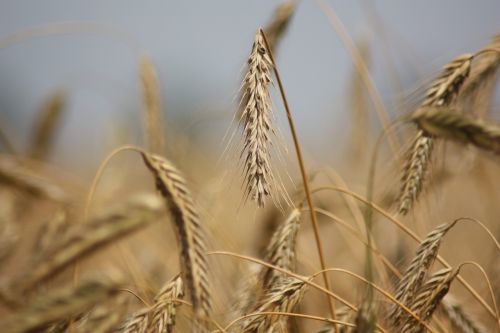 rye grain cereal