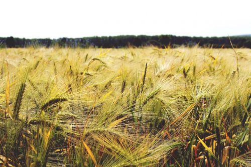 gersten barley field cereals