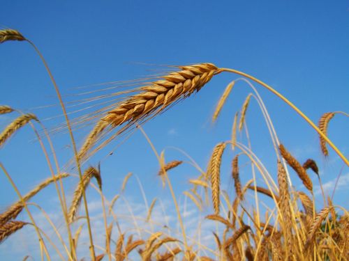 rye mature grain summer