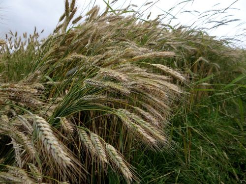 rye cereals ear